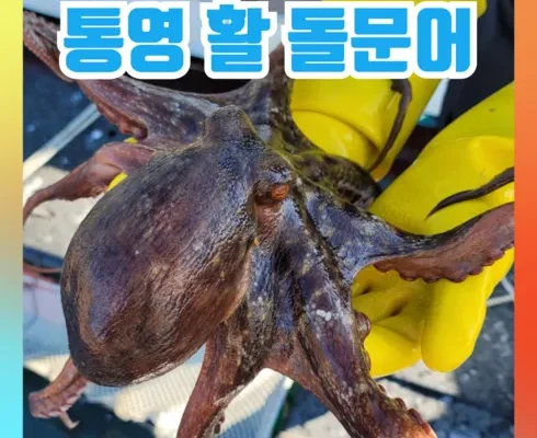 TOP8 남해문어 후기제품